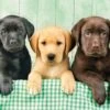 Clementoni Three Labs Jigsaw Puzzle 1000 Pieces -Entertainment Game Store CLE39279