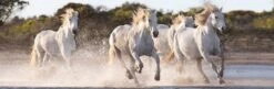Clementoni Running Horses 1000 Piece Jigsaw Puzzle